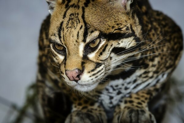 Bellissimo gatto con uno sguardo selvaggio