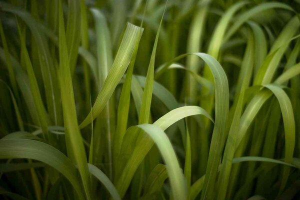 Vicino verde fili d erba immagine