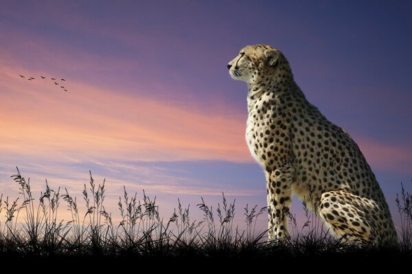 Cheetah gazes majestically into the distance