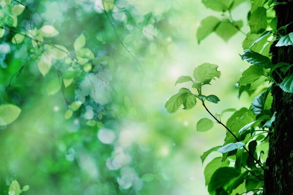 Light seeps through the green leaves of the tree