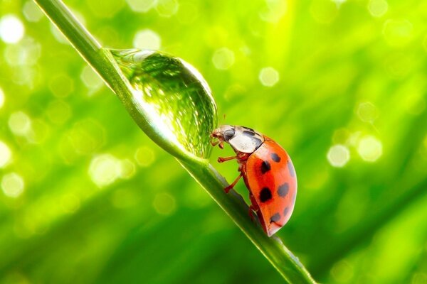 Coccinella che beve da una goccia d acqua su un filo d erba