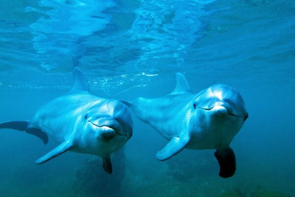 Ein paar Delfine unter Wasser