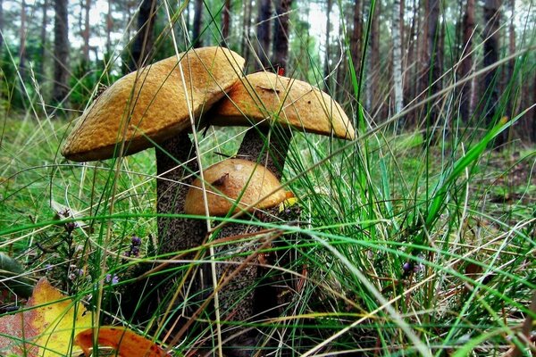 Forest mushrooms grow in the grass