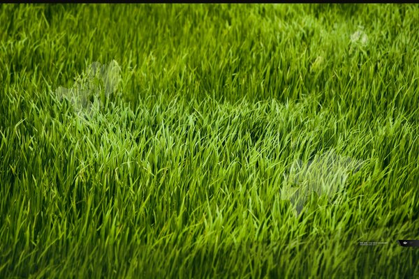 Juicy green grass picture