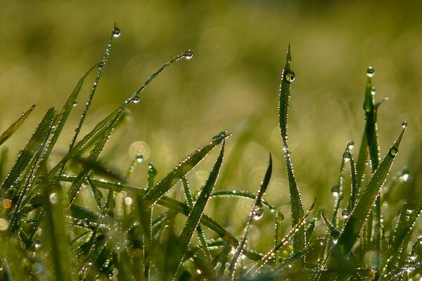 Morning summer dew on the grass
