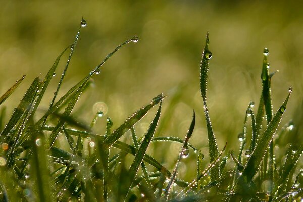 Rosée d été du matin sur l herbe