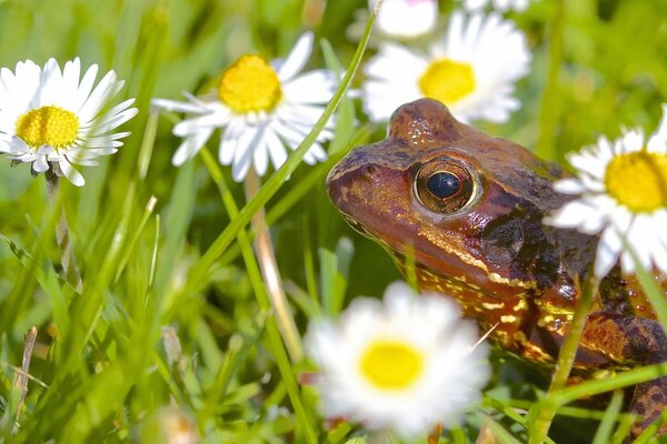 Rana in fiori sul campo in margherite