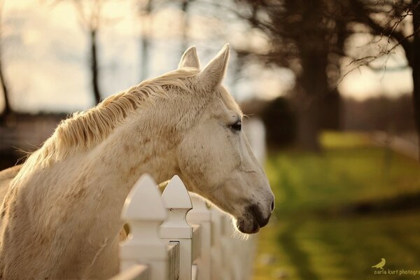 Cheval blanc regarde de côté