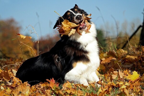 Собака играет с упавшими листьями