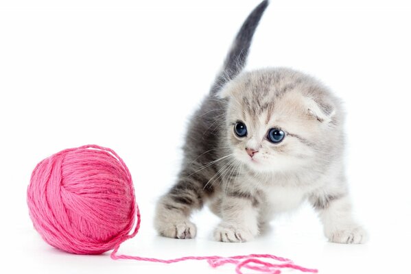 Un gatito Mira una maraña de hilos rosados