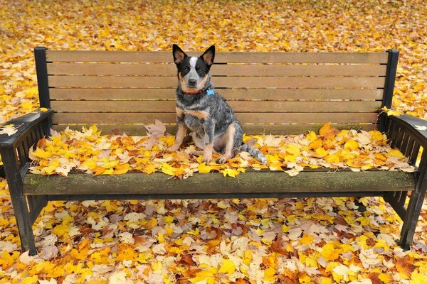 Perro en un banco en follaje amarillo