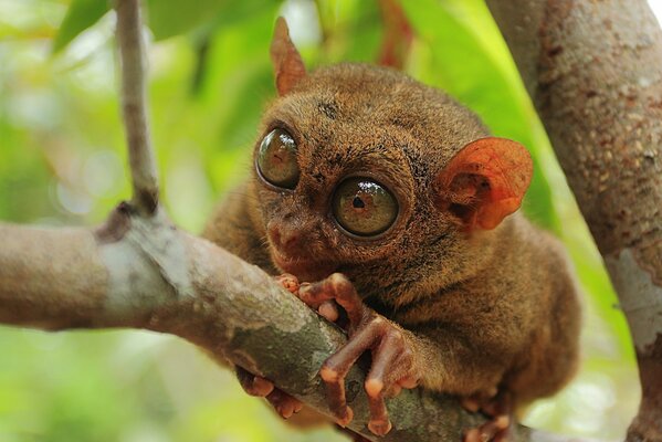 Le longeron philippin est assis sur un arbre