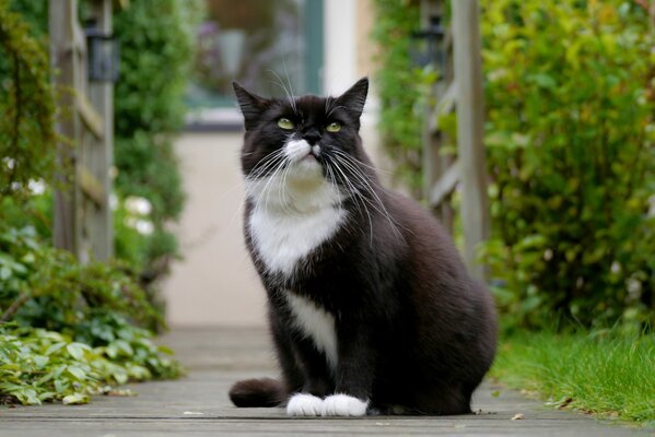 Schwarz-weiße Katze mit grünen Augen und schöner Aussicht