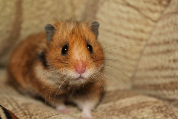 The hamster looks scared on the couch