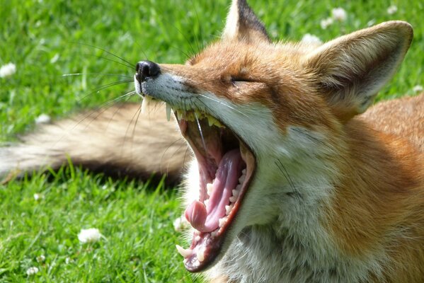 A fox is lying on a green lawn