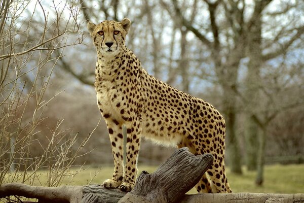 Guépard solitaire sur un tronc d arbre