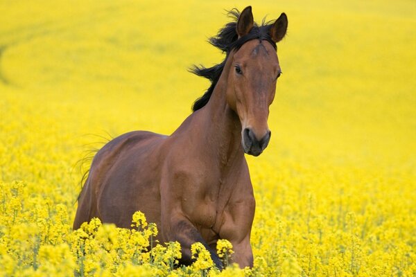 A brown horse runs through a yellow field of flowers