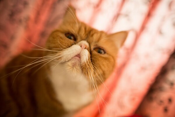 Chat exotique assis sur le sol dans la chambre