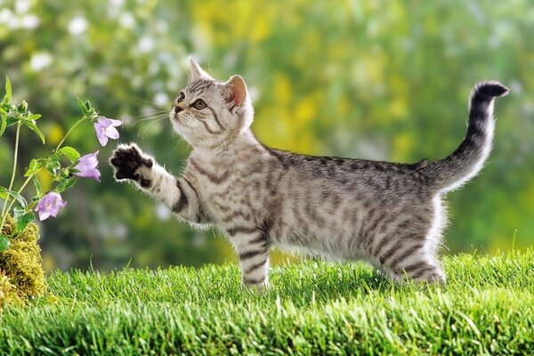 Gestreifte Katze auf grünem Gras