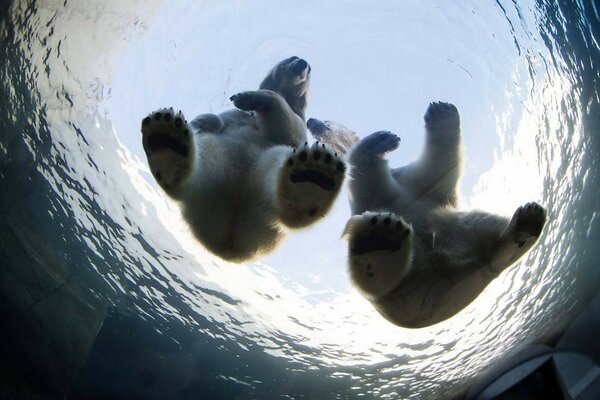 Polar bear cubs swim in the water