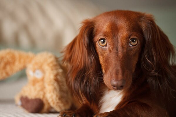 Foto di un cane carino con un giocattolo