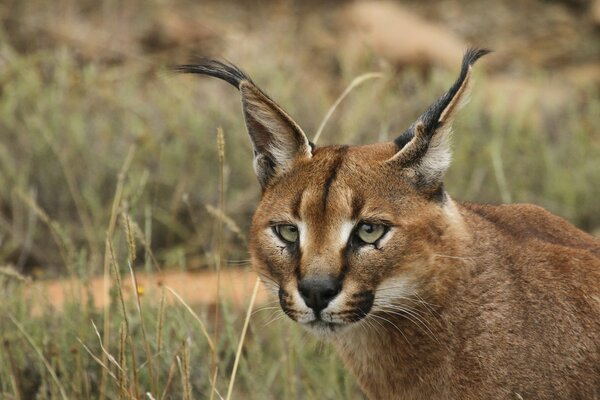 Lynx des steppes regarde sa proie dans l herbe