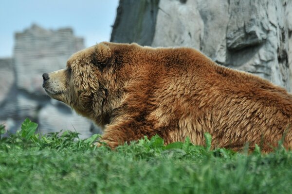 Zdjęcie Niedźwiedzia na tle gór i trawy