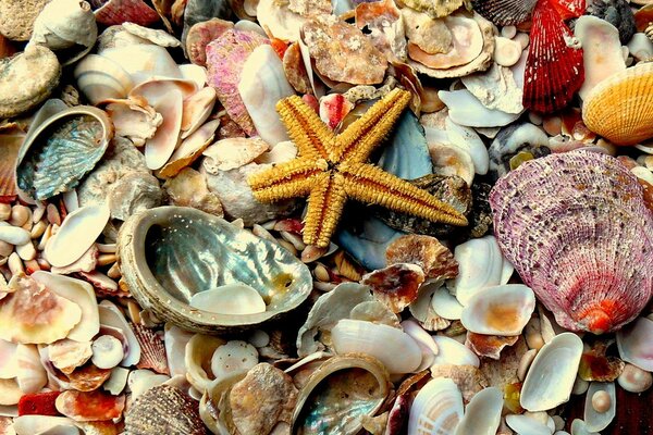 Muscheln Meer Strand