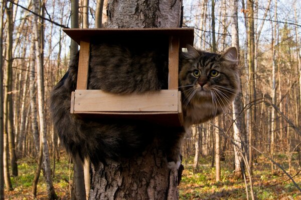 Un gato que sueña con ser un pájaro