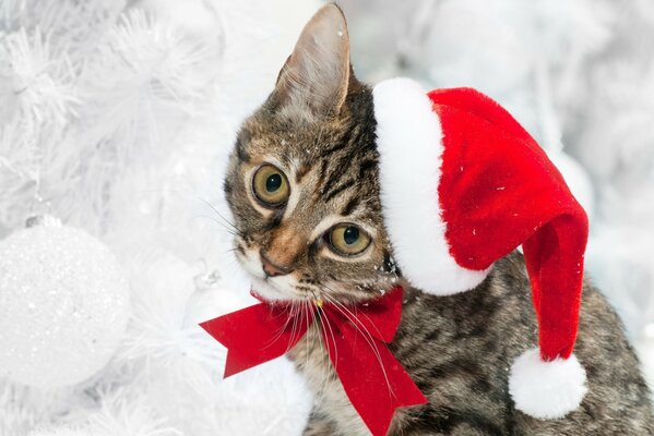 Mignon chat Santa Claus