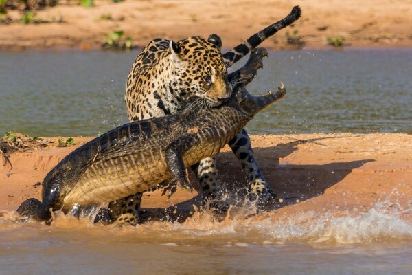 Jaguar chasse un alligator sur le rivage