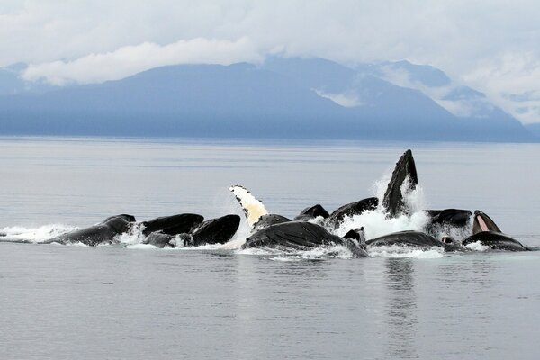 Whales in the ocean against the backdrop of the mountains of Alaska