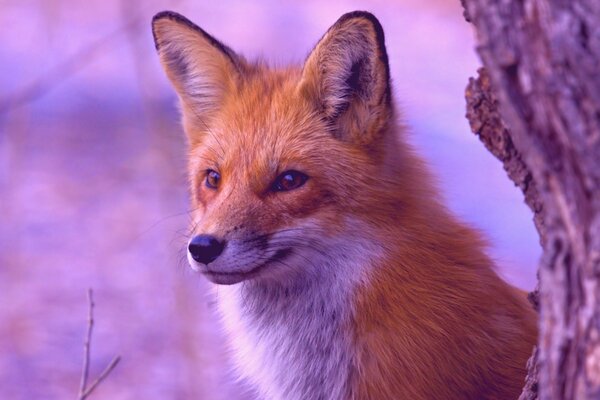 Pelirroja Vixen sentado junto a un árbol