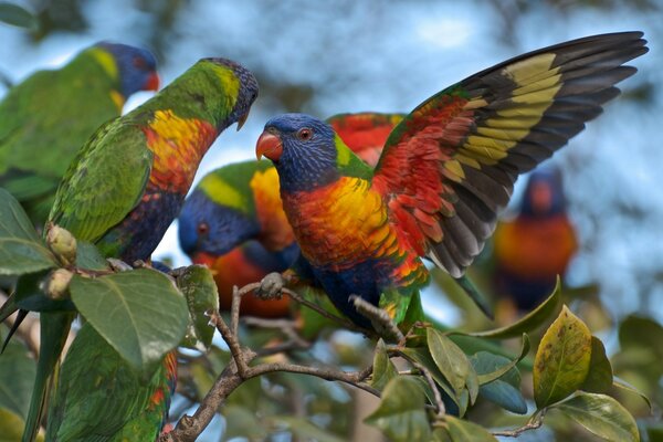 Parrots of bright color in the foliage