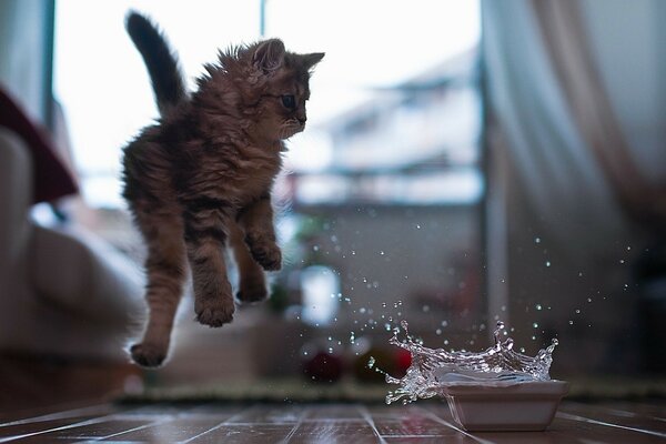 Die Katze verschüttete eine Schüssel mit Wasser