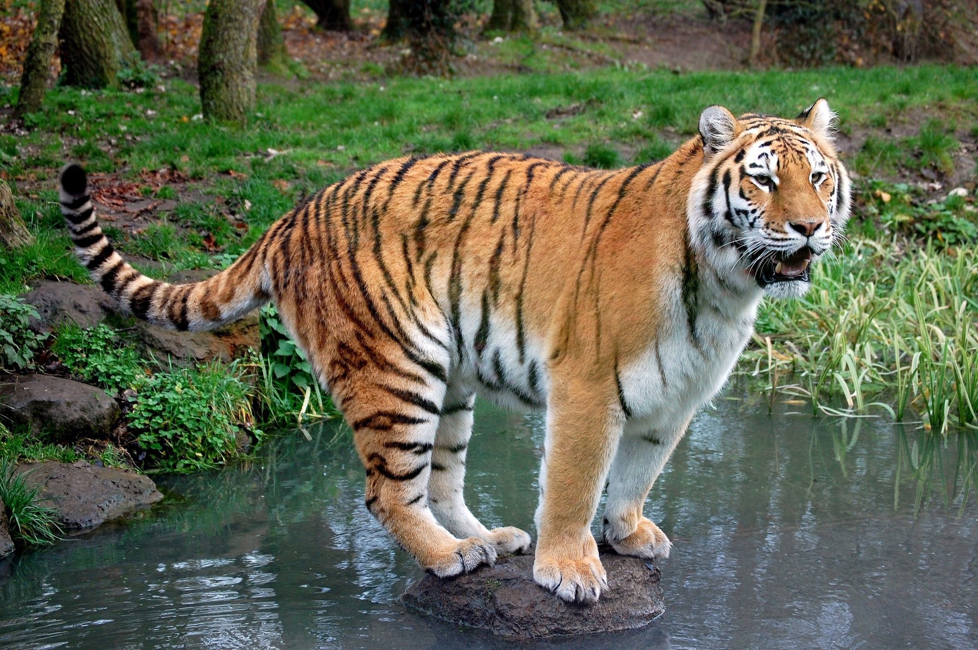 tigre depredador piedra arroyo