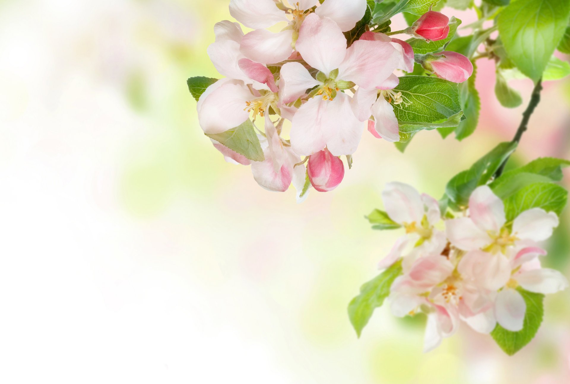 flowers apple tenderness spring branch