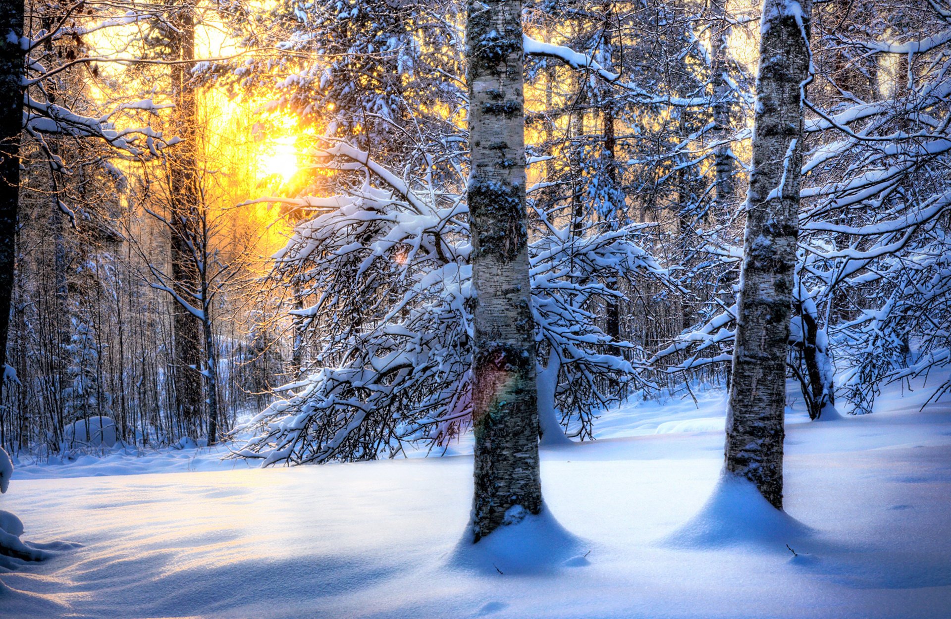 природа солнце снег зима лес