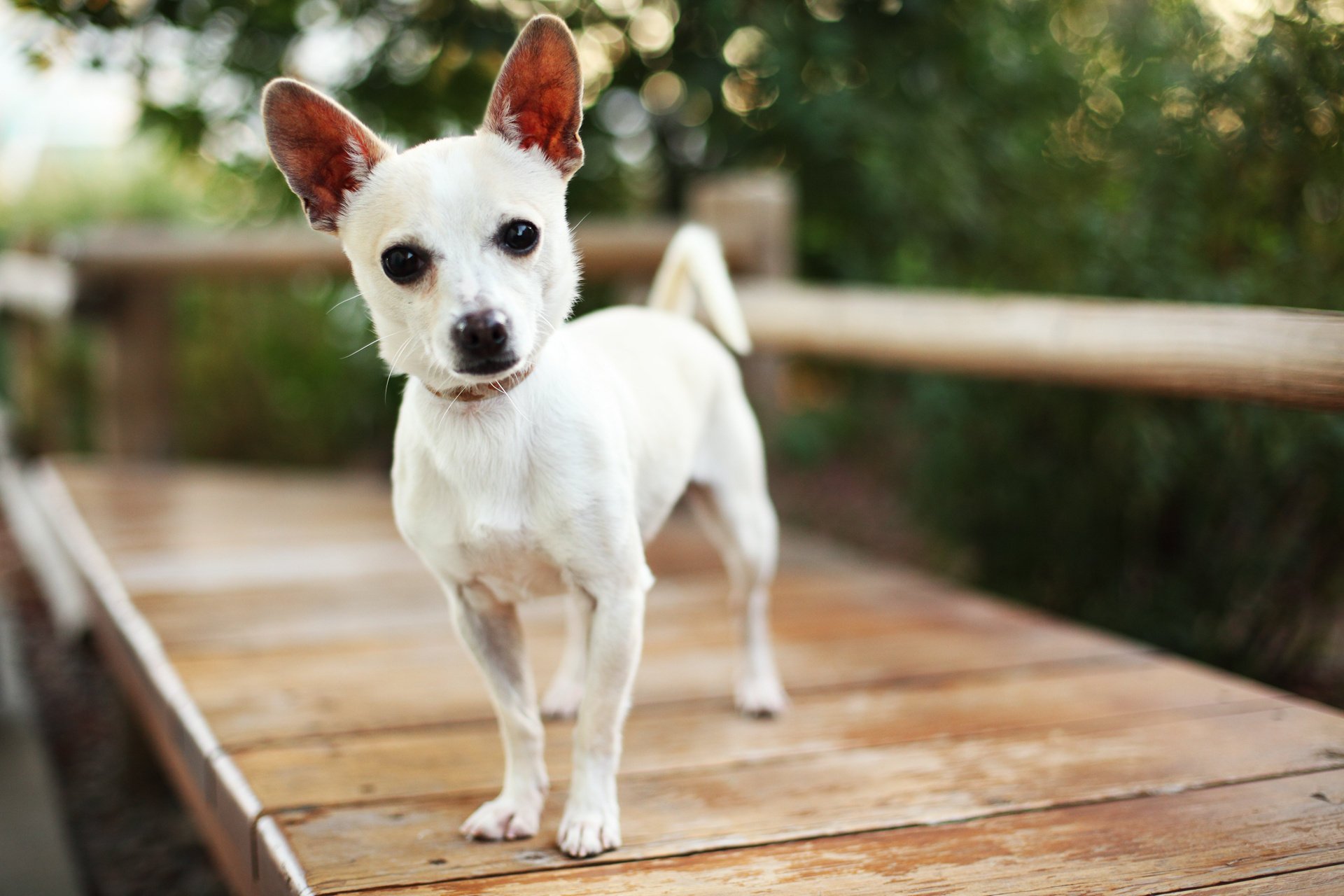 dog ears dog muzzle look nose blurriness bokeh