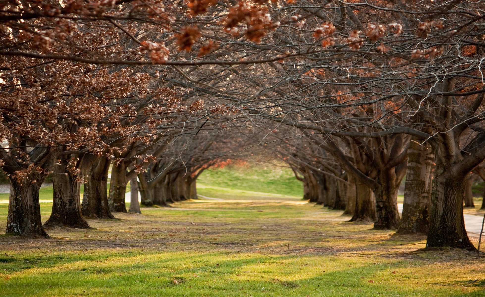 parque callejón ramas árboles filas otoño