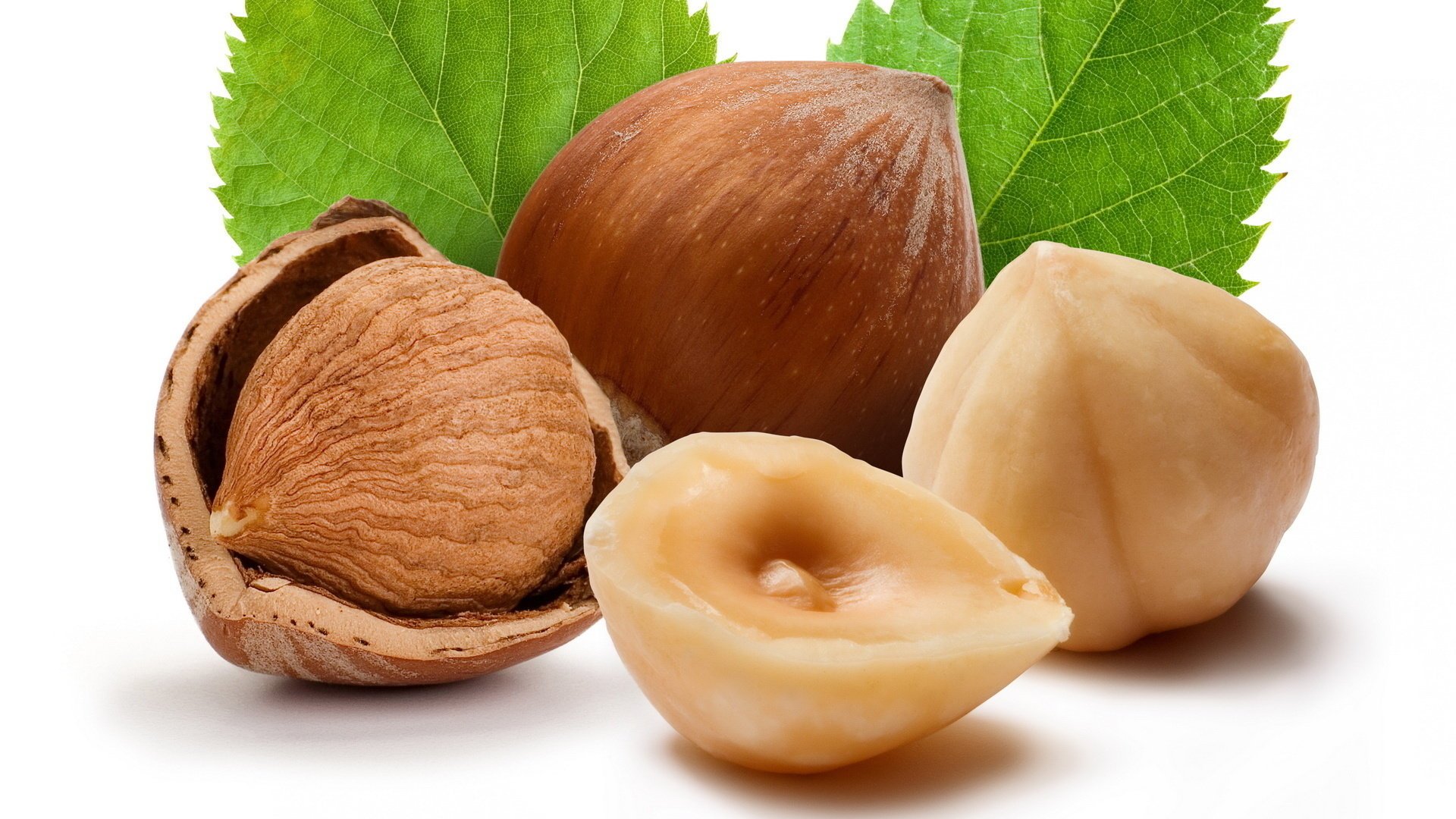 nuts shell hazelnut