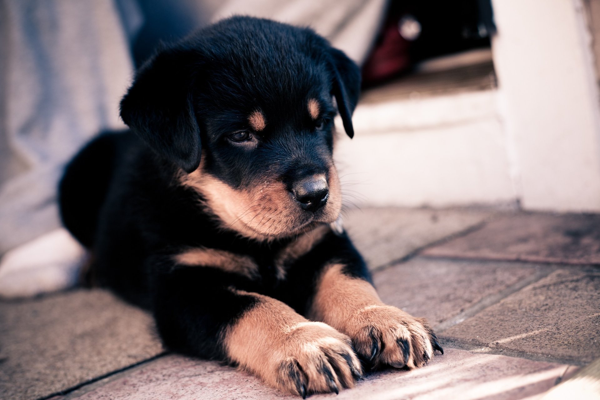 chiot museau oreilles griffes