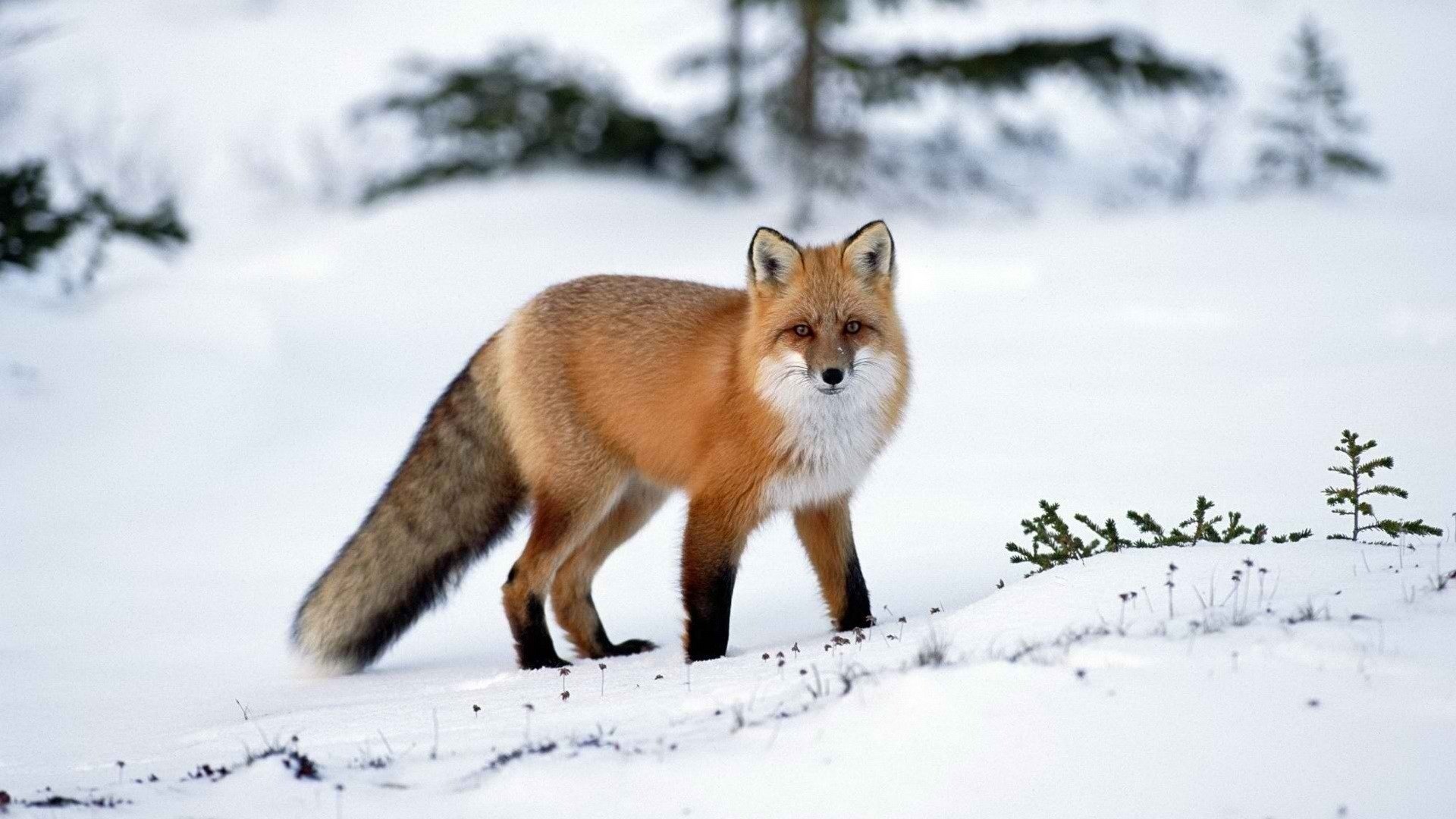 renard renard neige hiver