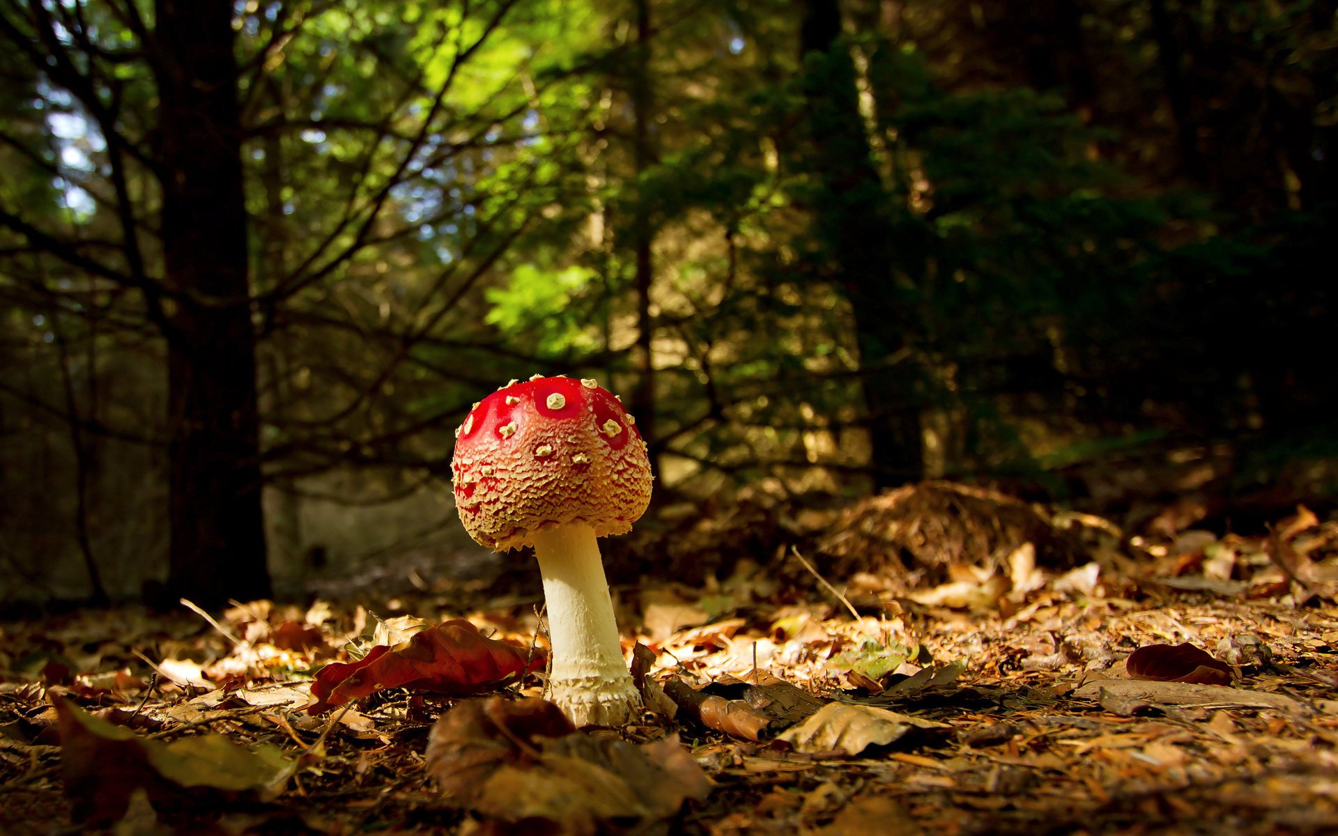 macro amanita otoño follaje bosque hongo