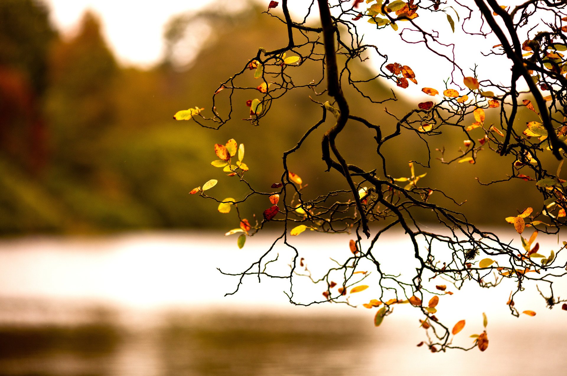 nature autumn foliage branch