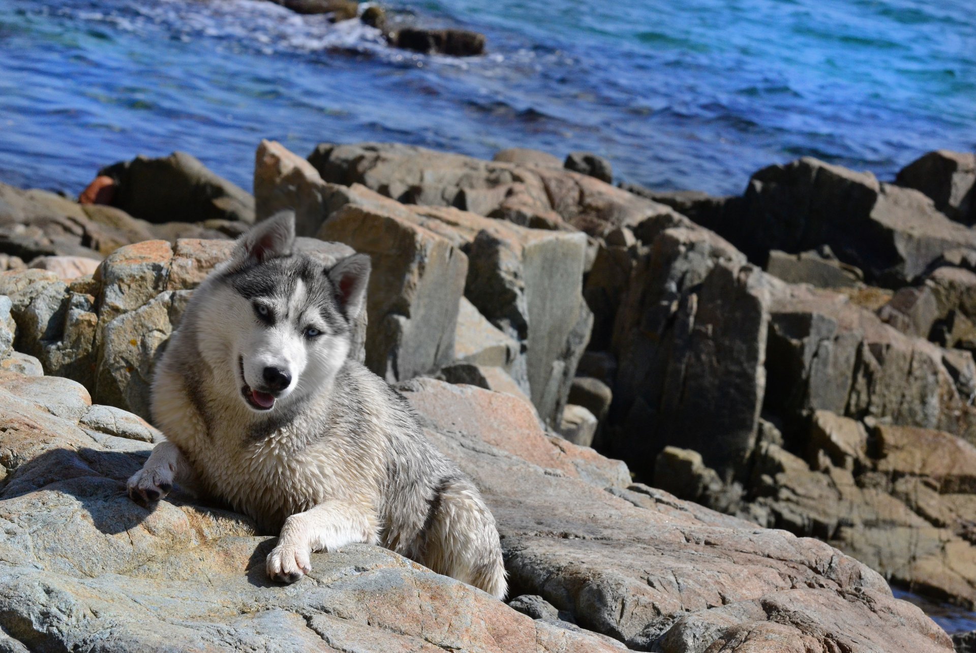 chien sur la mer chien mer husky husky été fond d écran