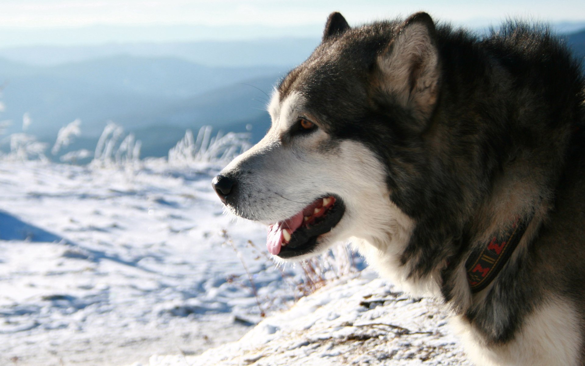 husky halsband schnee rasse