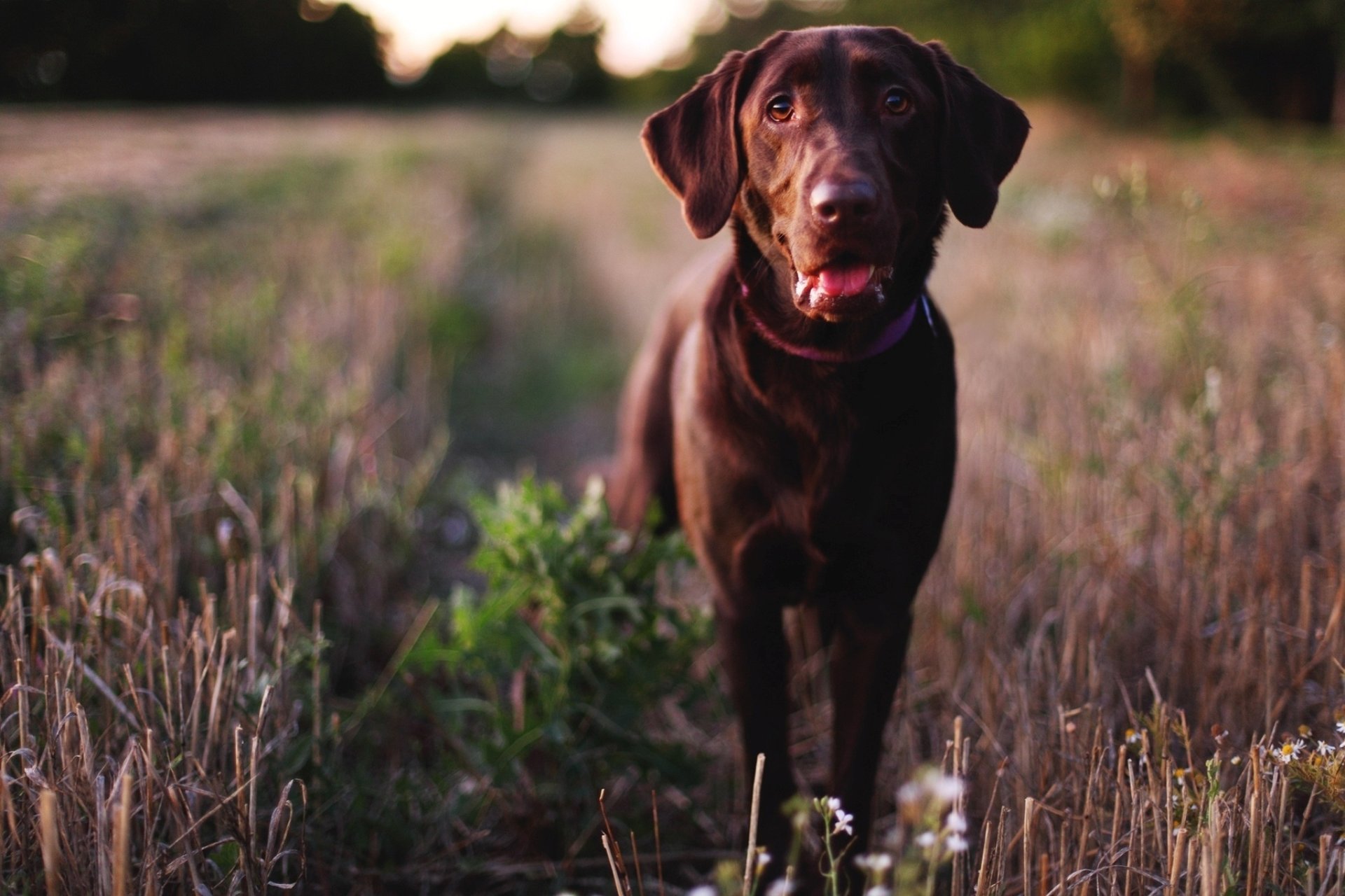 pies pysk labrador retriever nos oczy pies