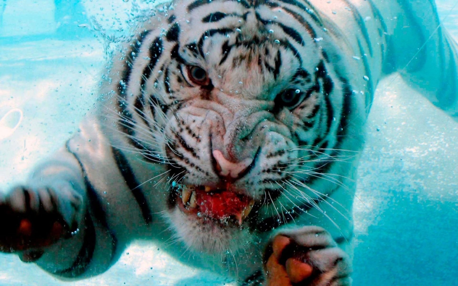 fond eau tigre gueule crocs bulles plongée