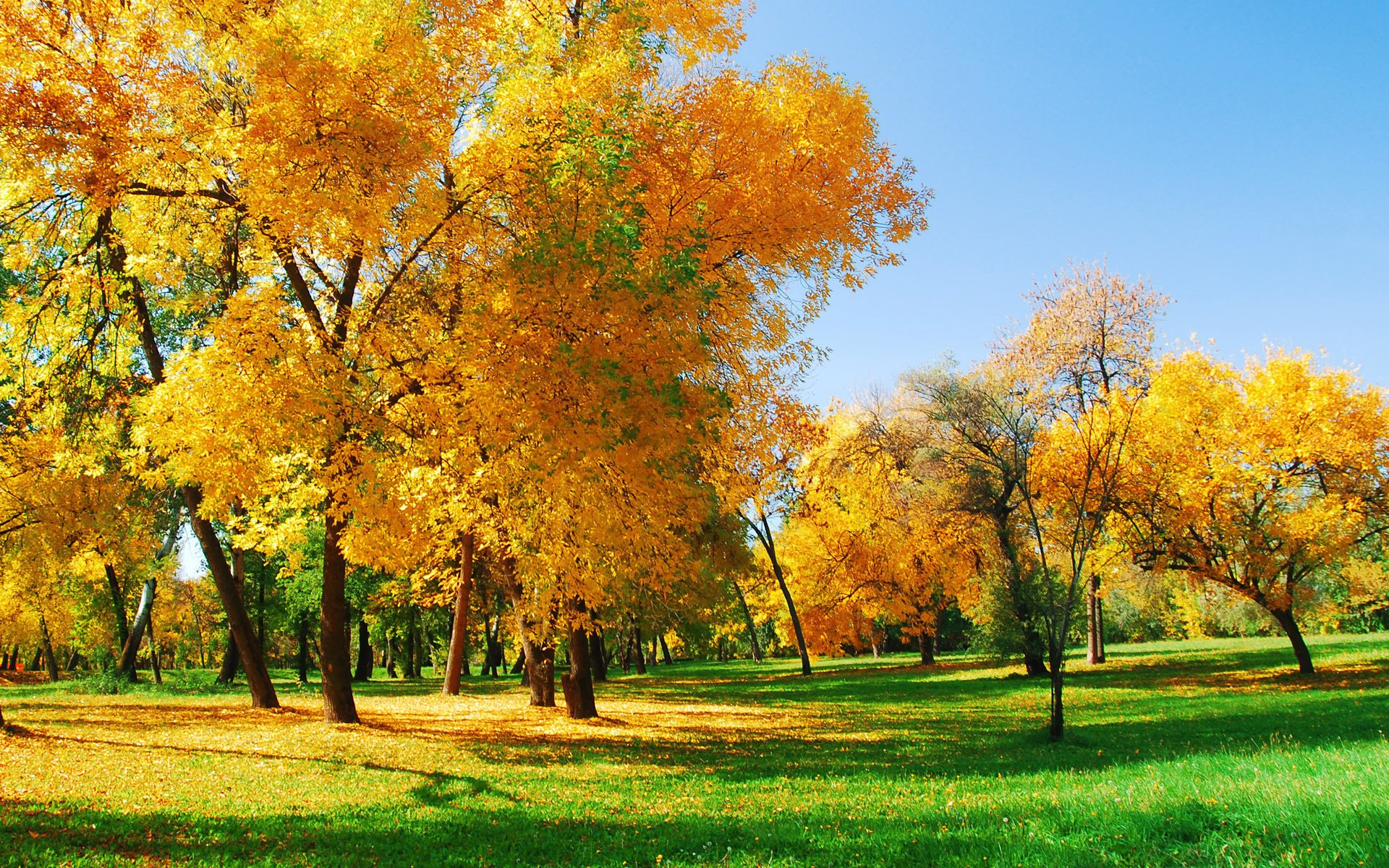 nature forest sunlight autumn tree